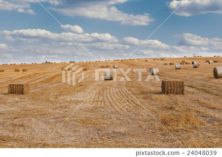 harvested field with straw bales in summer harvested field with straw bales in summer 24048039