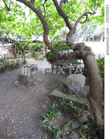 面對八幡神社的石頭 24050693