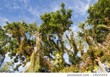 Platycerium perched on a tree Platycerium perched on a tree 24055054