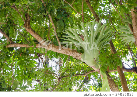 Platycerium perched on a tree Platycerium perched on a tree 24055055