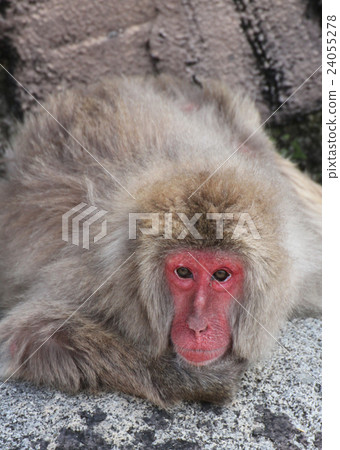 日本獼猴 24055278