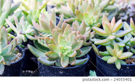 Succulent Cactus Plant in the Garden. 24055401