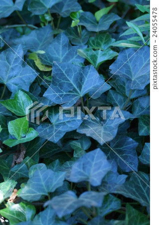 它被稱為Okame常春藤aka Canary Kutta。 24055478