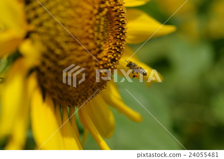 向日葵和蜜蜂 24055481