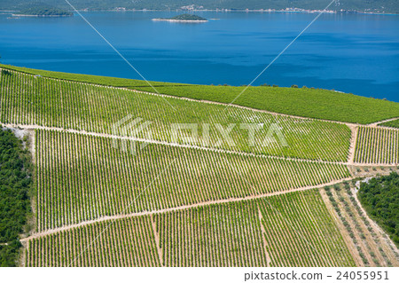 Vineyard in Croatia at the Adriatic coast. 24055951