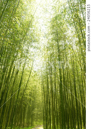  Bamboo grove 24056215
