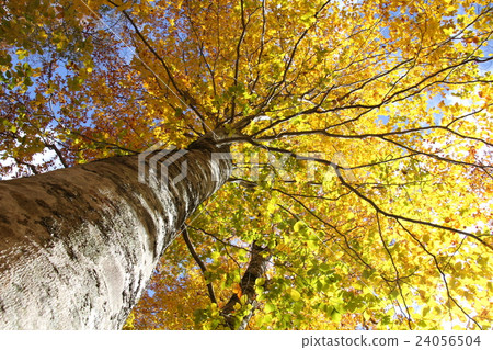 Autumn leaves of Beech in autumn 24056504