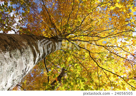 Autumn leaves of Beech in autumn Autumn leaves of Beech in autumn 24056505