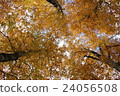 Autumn leaves of Beech in autumn 24056508