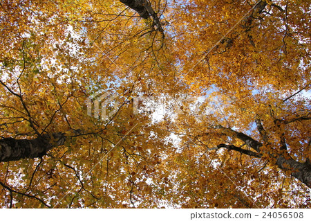 Autumn leaves of Beech in autumn Autumn leaves of Beech in autumn 24056508