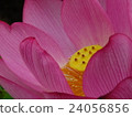 蓮花 24056856