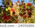 Autumn leaves 24056866