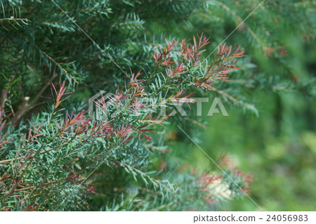 Tea tree The flower language is "a mighty ally" 24056983