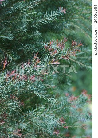 Tea tree The flower language is "a mighty ally" 24056984