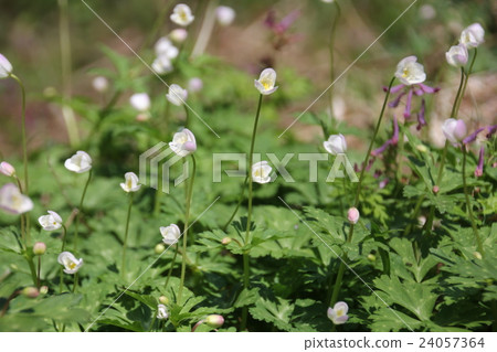 Nirinso Nirinso 24057364