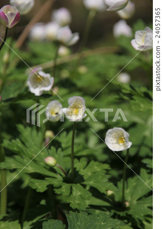 Nirinso Nirinso 24057365