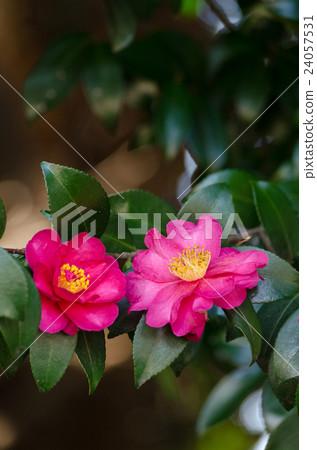 縣立相模原公園 友好的山茶花縣相模 照片素材 圖片 圖庫