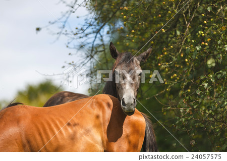 The wild foals 24057575