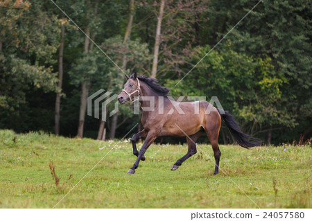 Horse gallop across the meadow Horse gallop across the meadow 24057580