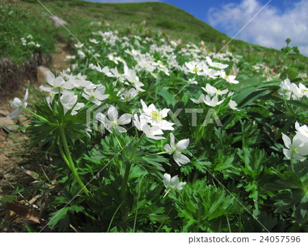 Hakusan Ichige 24057596