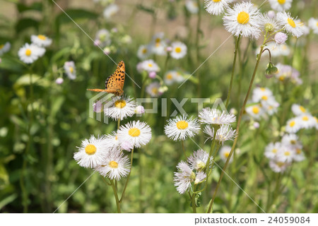 Himeyeon和Benifid蝴蝶 Himeyeon和Benifid蝴蝶 24059084