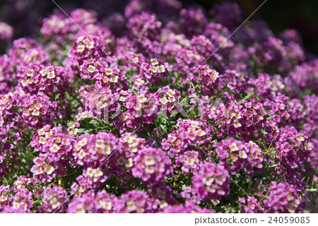 紫色的Arisam 紫色的Arisam 24059085