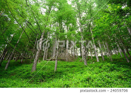 高山的森林 24059706