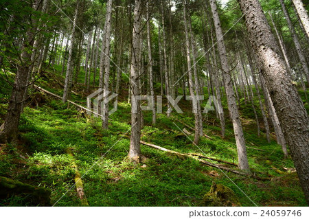 Takayama's forest Takayama's forest 24059746