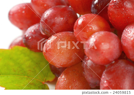 wet red grapes 24059815