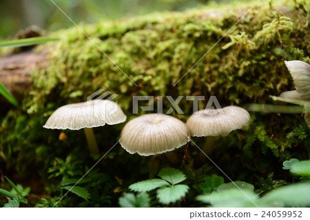 mushroom mushroom 24059952