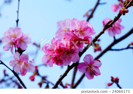 Cherry blossoms / Sakura Shimoda Park (Shimoda city, Shizuoka prefecture) Izu peninsula Cherry blossoms / Sakura Shimoda Park (Shimoda city, Shizuoka prefecture) Izu peninsula 24060173