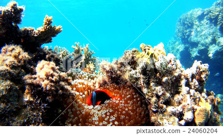 Awanami Beach underwater photography of Tokashikijima island of Okinawa Hamachiro manomi 24060204