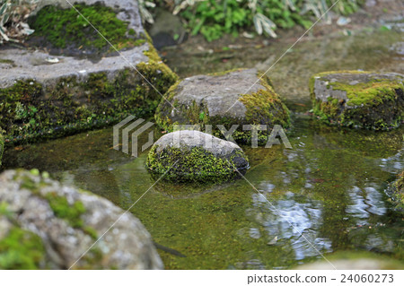 Mossed stepping stones 24060273