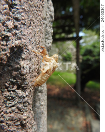 Cicadian空殼：tsukutsukubi 24060367