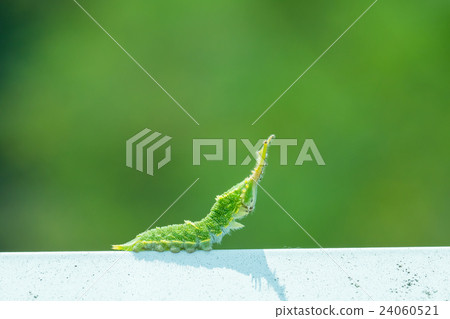 Larva that seems to be Oomurasaki Japanese butterfly larvae Caterpillar caterpillar in unusual shape Larva that seems to be Oomurasaki Japanese butterfly larvae Caterpillar caterpillar in unusual shape 24060521