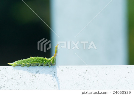 Larva that seems to be Oomurasaki Japanese butterfly larvae Caterpillar caterpillar in unusual shape Larva that seems to be Oomurasaki Japanese butterfly larvae Caterpillar caterpillar in unusual shape 24060529