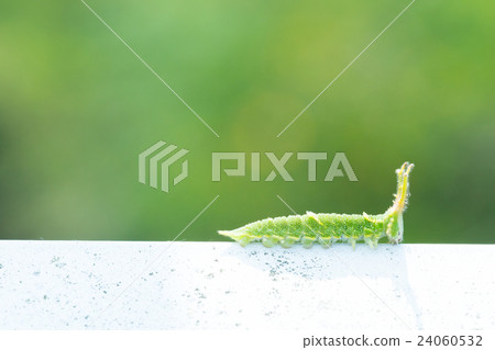 幼蟲似乎是Oomurasaki日本蝴蝶幼蟲卡特彼勒毛蟲異常的形狀 24060532