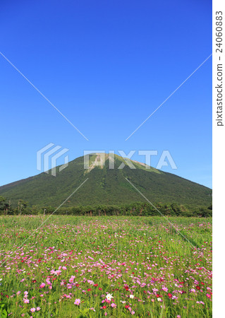 Oyama and cosmos field Oyama and cosmos field 24060883