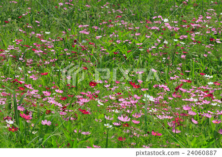 Ups of Oyama and Cosmos fields Ups of Oyama and Cosmos fields 24060887