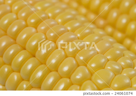 玉米 玉米 24061074