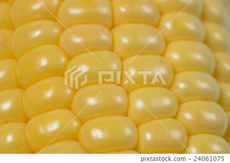 玉米 24061075