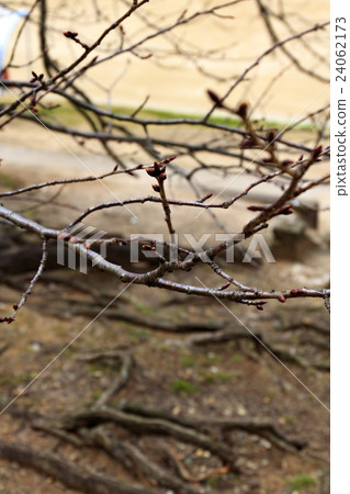 Bud of tree cherry tree and rhizome 24062173