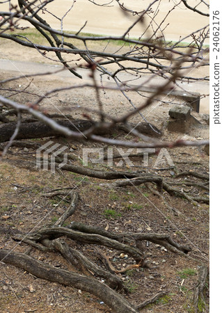 Bud of tree cherry tree and rhizome 24062176
