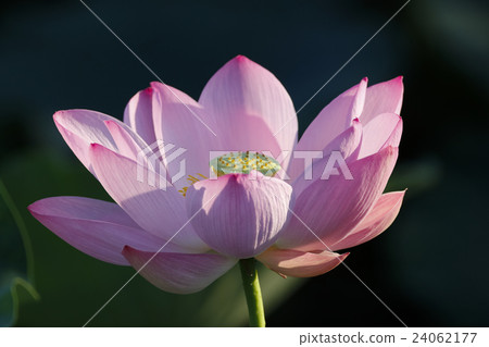 Lian flower Lian flower 24062177