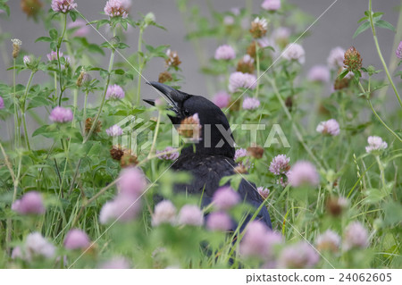 Crow Crow 24062605