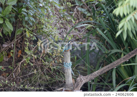 Kingfisher Kingfisher 24062606