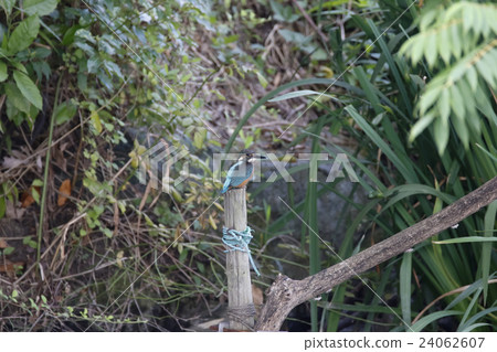 Kingfisher Kingfisher 24062607