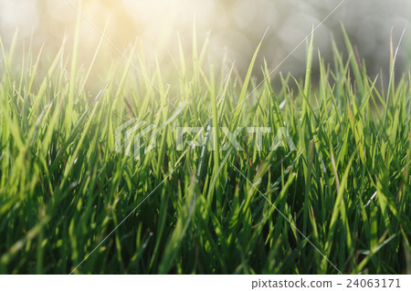 Fresh grass background Fresh grass background 24063171