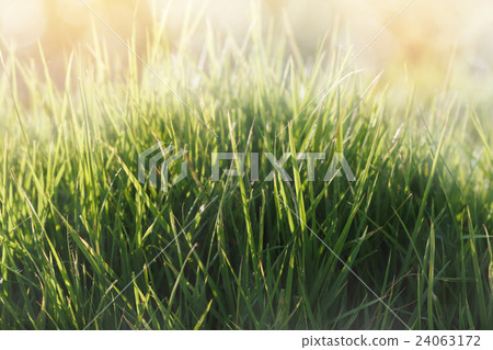 Fresh grass background Fresh grass background 24063172