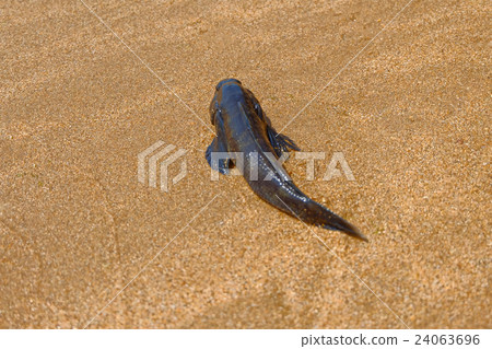 Dead fish on the beach. Selective focus. Water Dead fish on the beach. Selective focus. Water 24063696